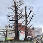 Temma Sa - 水戸駅近くの「銀杏坂」には、戦後復興のシンボルである「大銀杏」が今も生きています。