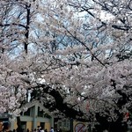 Shao Fei Yan - 上野公園の桜