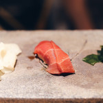 五反田鮨 SUSHI TOKYO 81 - 