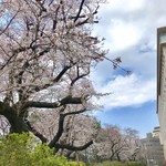 Sutabakku Sukohi - 外濠公園の桜1