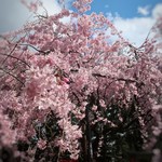 ラーメン扇 - しだれ桜が綺麗でした✨