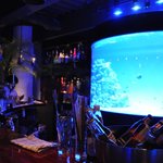 bar shark - 