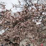 がばちょ - 平成最後のお花見～♪