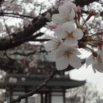 Soshuu - 覚王山「日泰寺」の桜