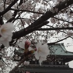 Soshuu - 覚王山「日泰寺」の桜