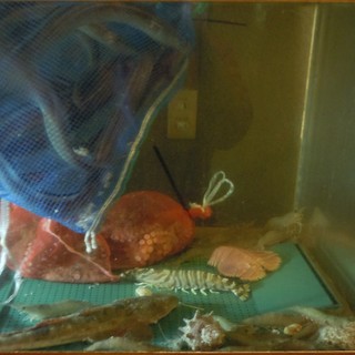 スターダスト - 内観写真:浜田や尾道で仕入れた活魚です！　アナゴ刺やたこしゃぶが人気です。