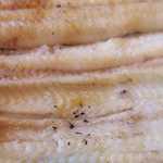 魚栄 - 白焼 中串　ズームアップ