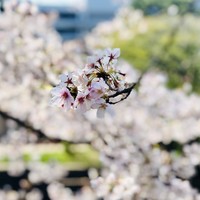お料理 佐藤 - 