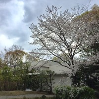 ザ・ガーデンオリエンタル・大阪 - 新館の池側から