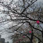 Hitotsu - 柏尾川沿いの桜