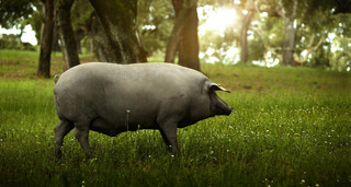 Iberikoyaroponngi - 幾世代もの時を経て、人々に愛されてきたイベリコ豚。ハブーゴ村のイベリコ豚たちは、どんぐりの実と森に生える香草や牧草だけを食べて育ちます