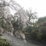 虎屋菓寮 - 近衛邸の桜 風に舞ってました