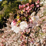 古民家cafeごはん 天ぽうや - 伊豆の桜(ソメイヨシノ)