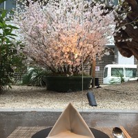 熱香森 - 啓翁桜