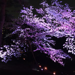 中国料理 四川 - 