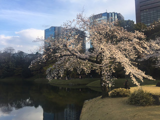 Sengai sen hombashi senryouri - 小石川後楽園の桜は満開でした