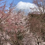 Chatsuya - 大神神社の桜⁎ .｡❀ *