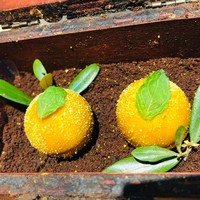 しまなみふれんち Murakami - フォアグラのコンフィ