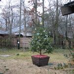 由布院 玉の湯 - 朝のツリー