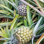 Dole Plantation - 