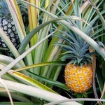 Dole Plantation - 