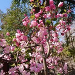 ミスターデンジャー - 