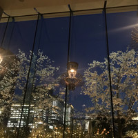 TRATTORIA CREATTA - 店内からの夜桜