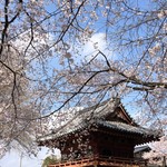 Ramen Jirou - 喜多院の桜