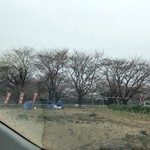 吾助 - さくら開花の観測