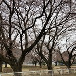 吾助 - さくら開花の観測！後数日じゃな！