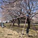 吾助 - さくら開花♡