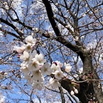 吾助 - さくら開花♡