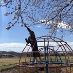 吾助 - さくら開花♡