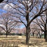 吾助 - さくら開花♡