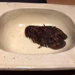 温石 - セミエビさん