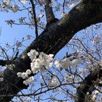 中華そば麦右衛門 - 