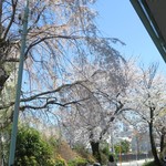 ラーメン二郎 - お店近くの桜も満開