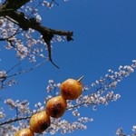 Namikiya - 航空公園図書館前の桜と。