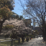堺筋倶楽部 L'HISTOIRE - その他写真:府立中之島図書館の桜