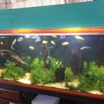 沖縄そば 森の家 - 