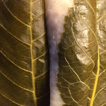 長命寺 桜もち - 