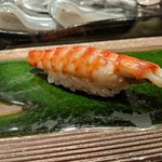 鮨 蒼井 - 握り　車海老