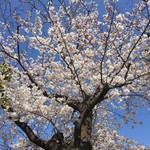 Kura De Ramen - 桜が綺麗
