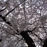 ラーメン二郎 - 裏手の桜