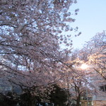 ランベリー - 目の前の笄公園の桜は満開