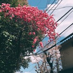 ブーランジェリー スドウ - 近所の桜がキレイ