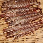 鮨 さかい - 本日の車海老は熊本県天草産