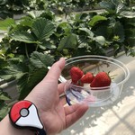 いちご畑　はる - いちご