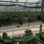 いちご畑　はる - 