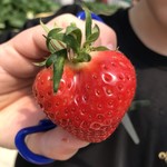いちご畑　はる - ハート型見つけた